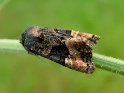 Euplexia lucipara