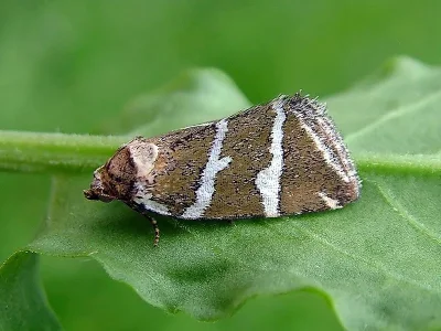 Deltote bankiana