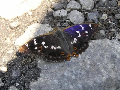 Apatura ilia