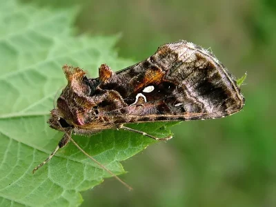 Autographa pulchrina