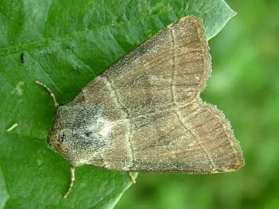 Charanyca (Charanyca) trigrammica