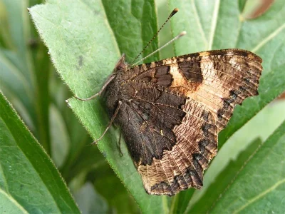 Aglais urticae