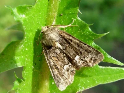 Oligia strigilis