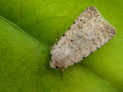 Caradrina (Paradrina) clavipalpis