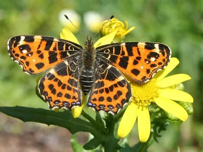 Araschnia levana