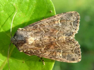 Anarta (Calocestra) trifolii