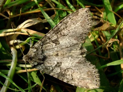 Polia (Polia) nebulosa