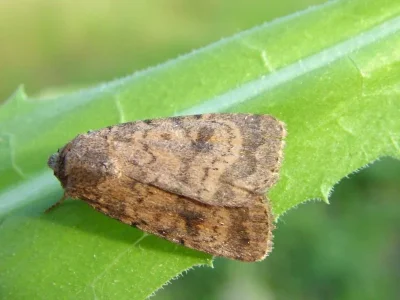 Hoplodrina octogenaria