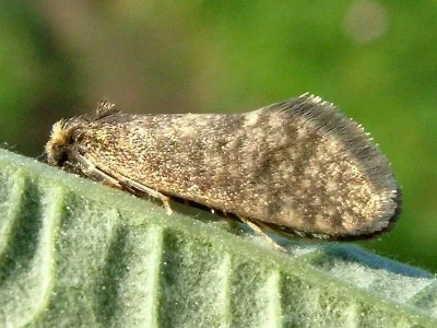 Taleporia tubulosa