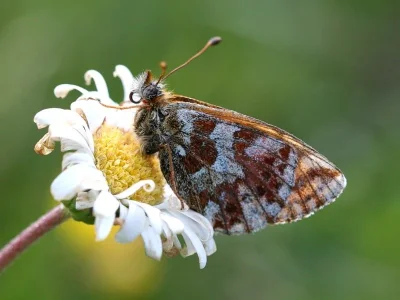 Boloria (Boloria) pales