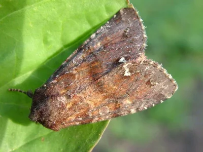 Ceramica pisi