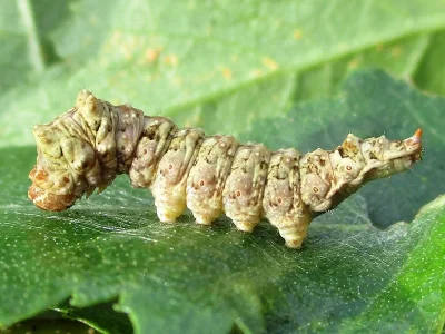 Falcaria lacertinaria