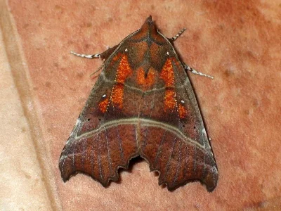 Scoliopteryx libatrix