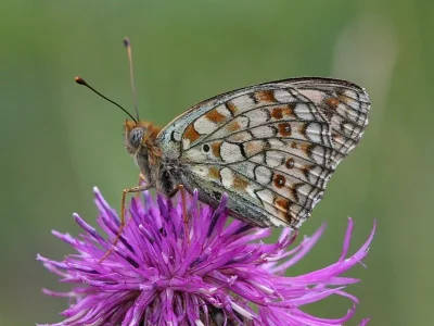 Argynnis (Fabriciana) niobe