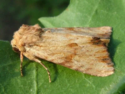 Apamea (Apamea) sublustris