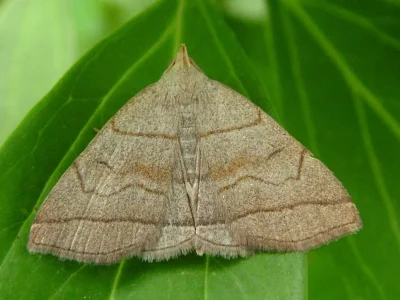Herminia tarsicrinalis