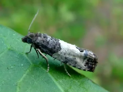 Spilonota ocellana