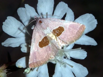 Calymma communimacula
