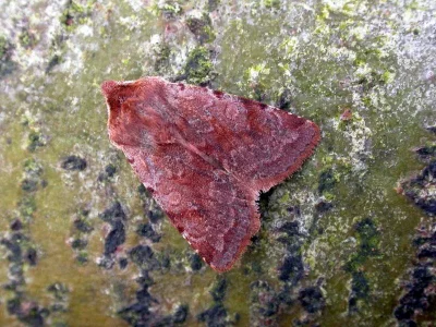 Cerastis (Cerastis) rubricosa
