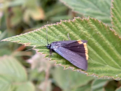 Catastia marginea