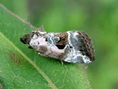Elaphria venustula