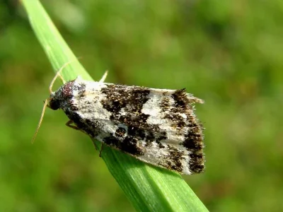 Deltote deceptoria