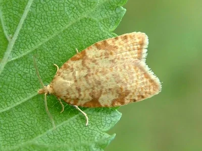 Aleimma loeflingiana