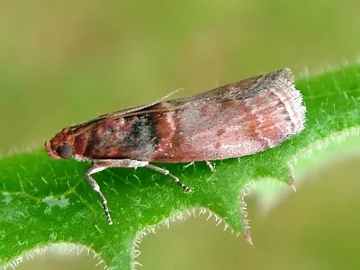 Acrobasis advenella