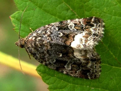 Deltote pygarga