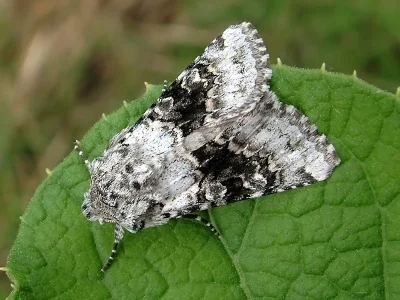 Hecatera bicolorata