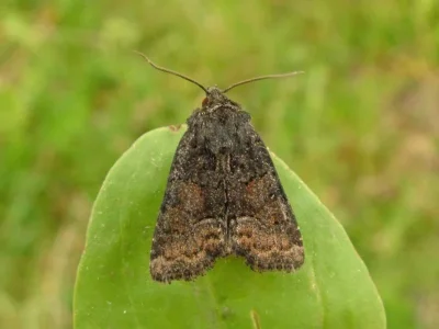 Charanyca (Rusina) ferruginea