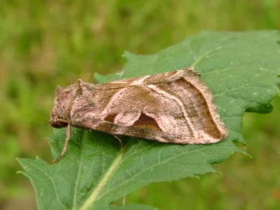 Eucarta virgo