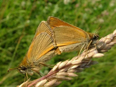 Thymelicus sylvestris