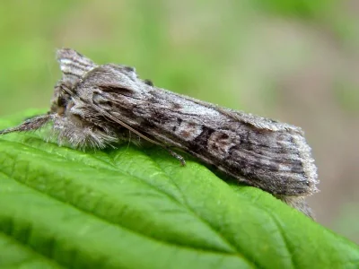 Cucullia artemisiae