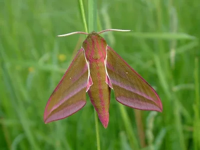 Deilephila elpenor