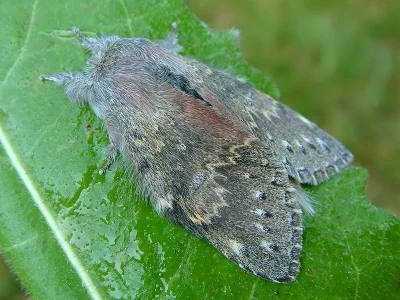 Stauropus fagi