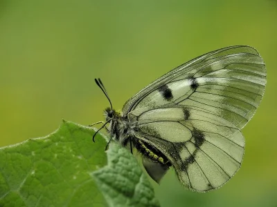 Parnassius (Driopa) mnemosyne