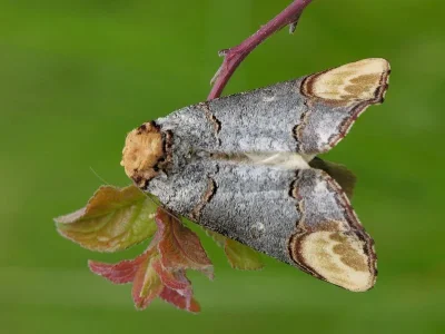 Phalera bucephala