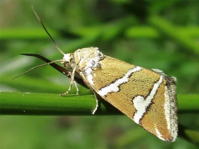 Deltote bankiana