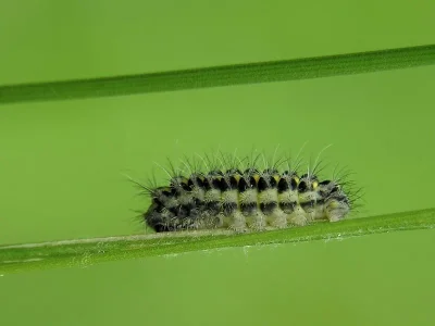 Zygaena (Z.) lonicerae