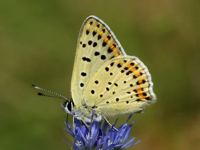 Lycaena (Heodes) tityrus