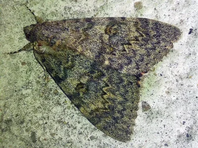 Catocala elocata