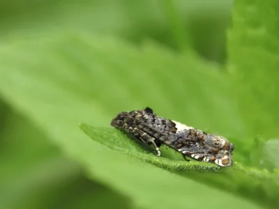 Epiblema scutulana