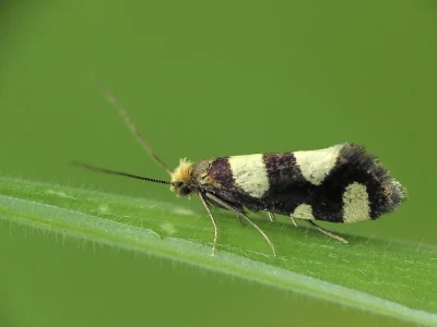 Lampronia rupella