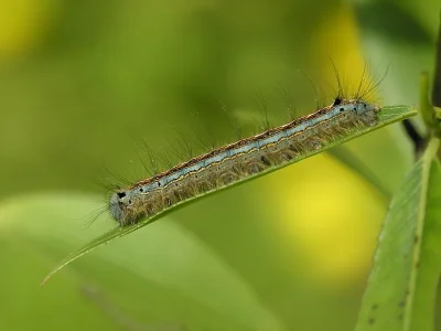 Malacosoma (Clisiocampa) neustria