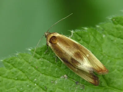 Eulia ministrana