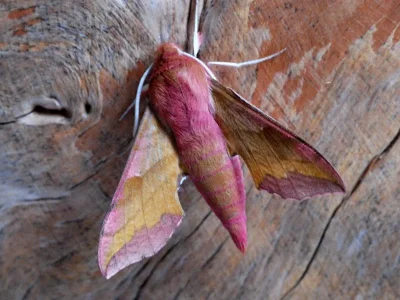 Deilephila porcellus