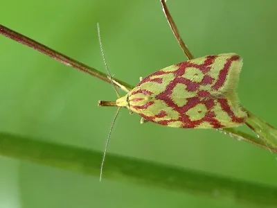 Hypercallia citrinalis