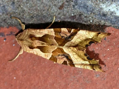 Phlogophora meticulosa