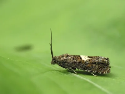 Epiblema sticticana